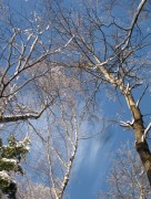 imagebam.com