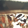 free image host